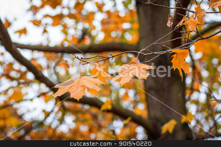 Autumn maple leaves with shallow focus background Autumn maple leaves with shallow focus background stock photo, Orange autumn maple leaves with shallow focus background by Artush