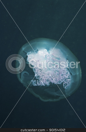To use this stock image in your creative project, please select the size you need over to the right and click the "Add to Cart" button.
Your downloaded image will come with the Cutcaster watermark removed so don’t worry about the watermark you see on this page. Jellyfish stock photo, A close up on a jellyfish, Sulawesi, Indonesia by Fiona Ayerst Underwater Photography