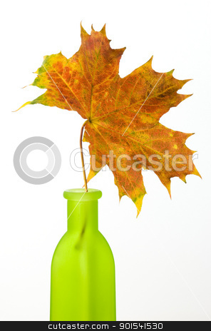Maple leaf Maple leaf stock photo, Maple leaf in green bottle isolated on white background by Rafal Stachura