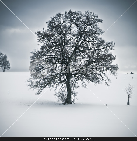 To use this stock image in your creative project, please select the size you need over to the right and click the "Add to Cart" button.
Your downloaded image will come with the Cutcaster watermark removed so don’t worry about the watermark you see on this page. snowy tree stock photo, An image of a nice tree in a winter scenery by Markus Gann