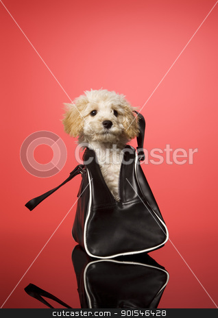 To use this stock image in your creative project, please select the size you need over to the right and click the "Add to Cart" button.
Your downloaded image will come with the Cutcaster watermark removed so don’t worry about the watermark you see on this page. Sweet Dog stock photo, Sweet dog in a bag on red background by Anne-Louise Quarfoth