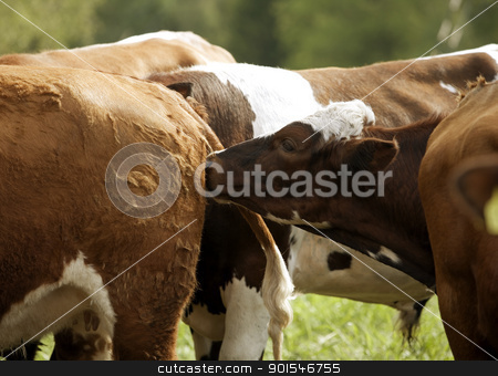 To use this stock image in your creative project, please select the size you need over to the right and click the "Add to Cart" button.
Your downloaded image will come with the Cutcaster watermark removed so don’t worry about the watermark you see on this page. Cows stock photo, Tranquil Scene with Domestic cows by Anne-Louise Quarfoth