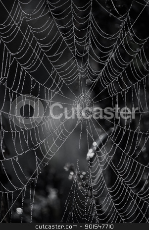 To use this stock image in your creative project, please select the size you need over to the right and click the "Add to Cart" button.
Your downloaded image will come with the Cutcaster watermark removed so don’t worry about the watermark you see on this page. Spider web stock photo, spider web by Sarka