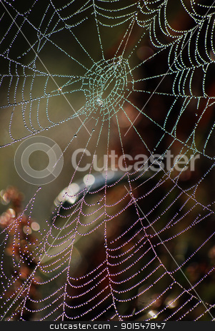 To use this stock image in your creative project, please select the size you need over to the right and click the "Add to Cart" button.
Your downloaded image will come with the Cutcaster watermark removed so don’t worry about the watermark you see on this page. Spider web stock photo, spider web by Sarka