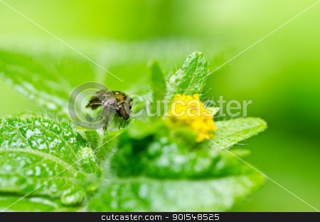 Brown bug in green nature brown bug in green nature stock photo, brown bug in green nature or in the garden by sweetcrisis