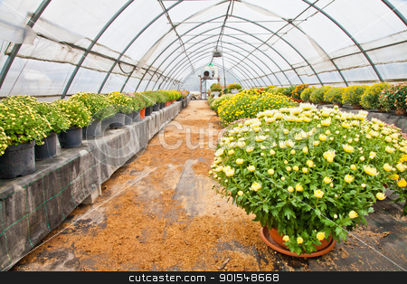 Greenhouse Greenhouse stock photo, Greenhouse interior during autumn season, Piedmont, italy by Perseomedusa