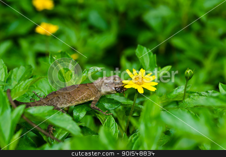 To use this stock image in your creative project, please select the size you need over to the right and click the "Add to Cart" button.
Your downloaded image will come with the Cutcaster watermark removed so don’t worry about the watermark you see on this page. Lizard in green nature stock photo, Lizard in green nature or in park or in the garden by sweetcrisis