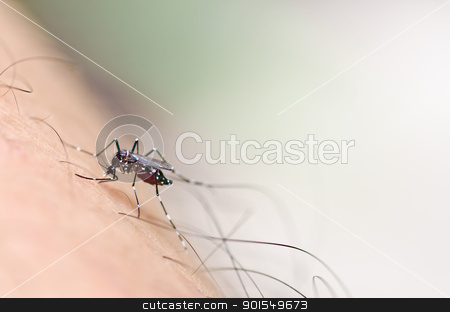Mosquito in nature mosquito in nature stock photo, mosquito in nature or in the city by sweetcrisis
