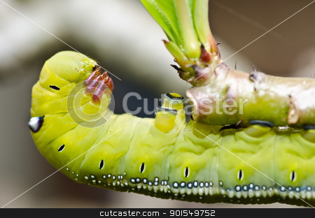 To use this stock image in your creative project, please select the size you need over to the right and click the "Add to Cart" button.
Your downloaded image will come with the Cutcaster watermark removed so don’t worry about the watermark you see on this page. worm in green nature stock photo, worm in green nature or in the garden by sweetcrisis