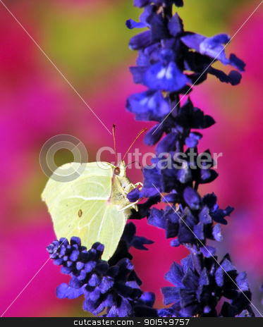 Yellow pieris brassicae butterfly on a blue flower Yellow pieris brassicae butterfly on a blue flower stock photo, Close up of a yellow pieris brassicae butterfly on a blue flower by padebat