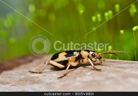 Brown bug in green nature brown bug in green nature stock photo, brown bug in green nature or in the garden by sweetcrisis