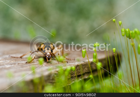 To use this stock image in your creative project, please select the size you need over to the right and click the "Add to Cart" button.
Your downloaded image will come with the Cutcaster watermark removed so don’t worry about the watermark you see on this page. brown bug in green nature stock photo, brown bug in green nature or in the garden by sweetcrisis