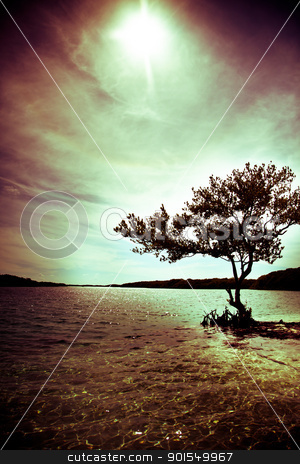 Silhouette of a tree with ocean view Silhouette of a tree with ocean view stock photo, Black silhouette of a tree and on the ocean by Stephane Thomas Durocher