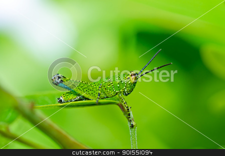To use this stock image in your creative project, please select the size you need over to the right and click the "Add to Cart" button.
Your downloaded image will come with the Cutcaster watermark removed so don’t worry about the watermark you see on this page. grasshopper in green nature stock photo, grasshopper in green nature or in the garden by sweetcrisis