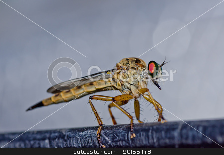 To use this stock image in your creative project, please select the size you need over to the right and click the "Add to Cart" button.
Your downloaded image will come with the Cutcaster watermark removed so don’t worry about the watermark you see on this page. Robberfly in green nature stock photo, Robberfly in green nature or in the garden by sweetcrisis