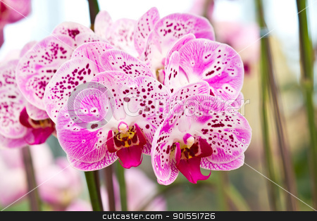 Purple butterfly orchids of the Phalaenopsis genus Purple butterfly orchids of the Phalaenopsis genus stock photo, Closeup purple butterfly orchids of the Phalaenopsis genus by Lavoview