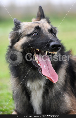 Aggressive belgian shepherd tervueren aggressive belgian shepherd tervueren stock photo, portrait of an aggressive purebred belgian shepherd tervueren by Bonzami Emmanuelle