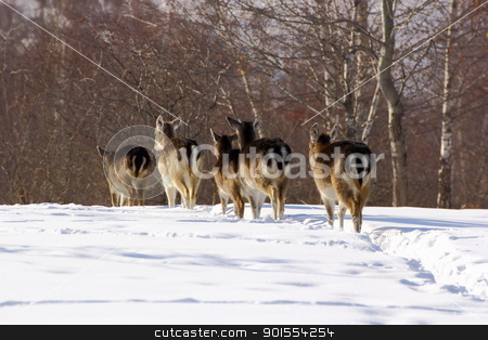 To use this stock image in your creative project, please select the size you need over to the right and click the "Add to Cart" button.
Your downloaded image will come with the Cutcaster watermark removed so don’t worry about the watermark you see on this page. fallow deer herd stock photo, after they have finished all the corn that I had, the herd go in the woods by coroiu octavian