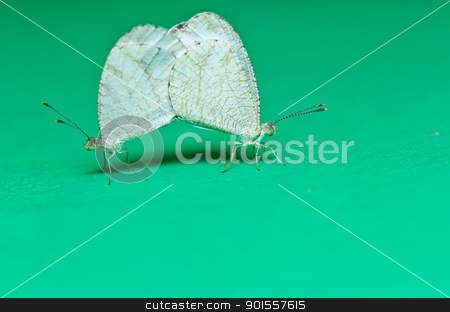 To use this stock image in your creative project, please select the size you need over to the right and click the "Add to Cart" button.
Your downloaded image will come with the Cutcaster watermark removed so don’t worry about the watermark you see on this page. butterfly in green nature stock photo, butterfly in green nature or in the garden by sweetcrisis