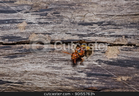 Wasp in green nature or in garden wasp in green nature or in garden stock photo, wasp in green nature or in garden. It's danger. by sweetcrisis