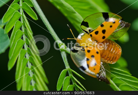 To use this stock image in your creative project, please select the size you need over to the right and click the "Add to Cart" button.
Your downloaded image will come with the Cutcaster watermark removed so don’t worry about the watermark you see on this page. orange beetle in green nature stock photo, orange beetle in green nature or the garden by sweetcrisis