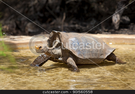 To use this stock image in your creative project, please select the size you need over to the right and click the "Add to Cart" button.
Your downloaded image will come with the Cutcaster watermark removed so don’t worry about the watermark you see on this page. Galapagos tortoise stock photo, A Galapagos tortoise wading in water, Santa Cruz, Galapagos by Kjersti Jorgensen