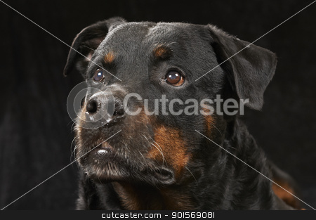 To use this stock image in your creative project, please select the size you need over to the right and click the "Add to Cart" button.
Your downloaded image will come with the Cutcaster watermark removed so don’t worry about the watermark you see on this page. Pure bred rottweiler stock photo, Pure bred rottweiler - on black background by Eydfinnur Olsen