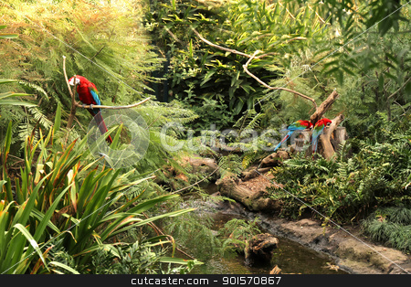 To use this stock image in your creative project, please select the size you need over to the right and click the "Add to Cart" button.
Your downloaded image will come with the Cutcaster watermark removed so don’t worry about the watermark you see on this page. Parrots in the Forest stock photo, A Parrot in the tropical Forest. by Michael Osterrieder