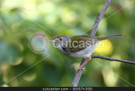 To use this stock image in your creative project, please select the size you need over to the right and click the "Add to Cart" button.
Your downloaded image will come with the Cutcaster watermark removed so don’t worry about the watermark you see on this page. Common Tailorbird ( Orthotomus sutorius ) stock photo, Common Tailorbird ( Orthotomus sutorius ) by kamonrat