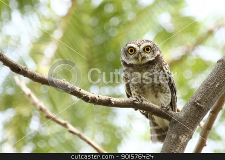 To use this stock image in your creative project, please select the size you need over to the right and click the "Add to Cart" button.
Your downloaded image will come with the Cutcaster watermark removed so don’t worry about the watermark you see on this page. Owl looking camera stock photo, Owl looking camera on tree by kamonrat
