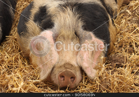 Close up of a very big pig pink and black close up of a very big pig pink and black stock photo, close up of a very big pig pink and black by Chretien