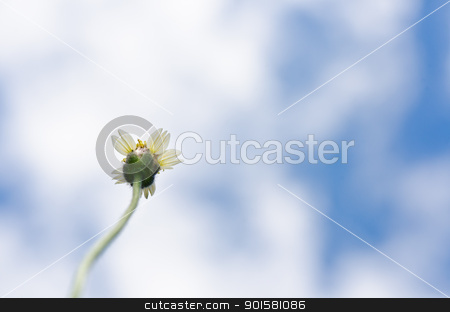 To use this stock image in your creative project, please select the size you need over to the right and click the "Add to Cart" button.
Your downloaded image will come with the Cutcaster watermark removed so don’t worry about the watermark you see on this page. white flower weed and blue sky stock photo, white flower weed and blue sky by sweetcrisis