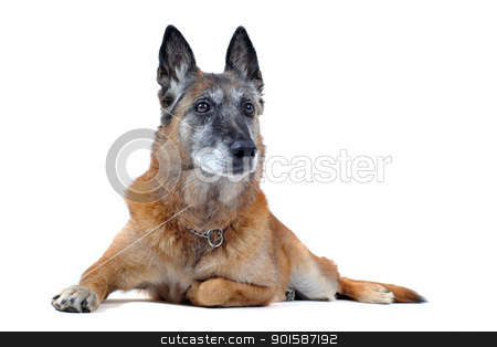 To use this stock image in your creative project, please select the size you need over to the right and click the "Add to Cart" button.
Your downloaded image will come with the Cutcaster watermark removed so don’t worry about the watermark you see on this page. old malinois stock photo, old purebred belgian sheepdog malinois laid down in front of white background by Bonzami Emmanuelle
