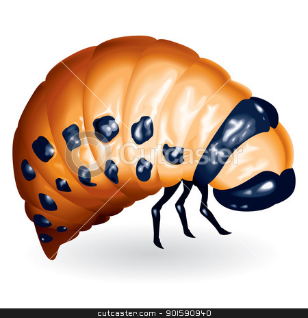 Beetle larvae Beetle larvae stock photo, The Colorado potato beetle larvae. Vector illustration by dvarg