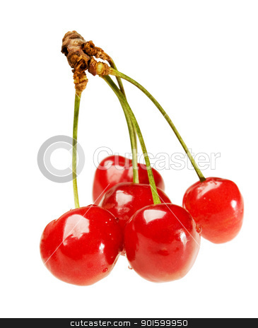 To use this stock image in your creative project, please select the size you need over to the right and click the "Add to Cart" button.
Your downloaded image will come with the Cutcaster watermark removed so don’t worry about the watermark you see on this page. Five cherry on sprig stock photo, Five ripe fresh cherry on sprig by Iryna Rasko