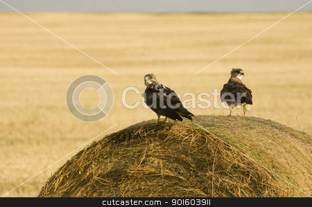 To use this stock image in your creative project, please select the size you need over to the right and click the "Add to Cart" button.
Your downloaded image will come with the Cutcaster watermark removed so don’t worry about the watermark you see on this page. Swainson Hawks on Hay Bale stock photo, Swainson Hawks on Hay Bale after storm Saskatchewan by Mark Duffy