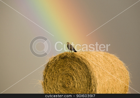 To use this stock image in your creative project, please select the size you need over to the right and click the "Add to Cart" button.
Your downloaded image will come with the Cutcaster watermark removed so don’t worry about the watermark you see on this page. Swainson Hawks on Hay Bale stock photo, Swainson Hawks on Hay Bale after storm Saskatchewan Rainbow storm by Mark Duffy