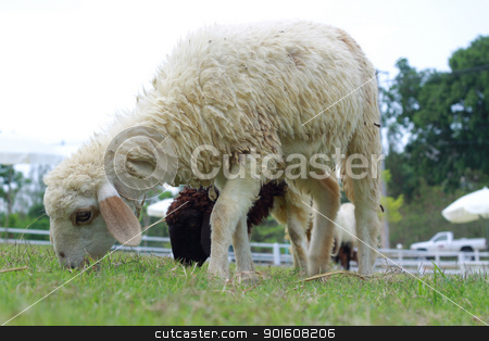 Sheep in farm Sheep in farm stock photo, Sheep in farm by kamonrat