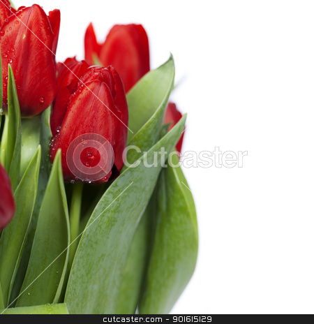 To use this stock image in your creative project, please select the size you need over to the right and click the "Add to Cart" button.
Your downloaded image will come with the Cutcaster watermark removed so don’t worry about the watermark you see on this page. red tulips stock photo, fresh red tulips on white background by klenova