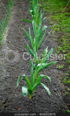 To use this stock image in your creative project, please select the size you need over to the right and click the "Add to Cart" button.
Your downloaded image will come with the Cutcaster watermark removed so don’t worry about the watermark you see on this page. Garlic Bed stock photo, fresh green garlic bed in spring day by Petr Malyshev