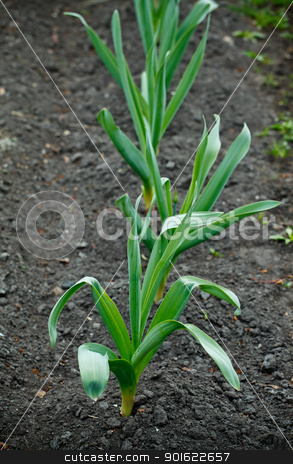 To use this stock image in your creative project, please select the size you need over to the right and click the "Add to Cart" button.
Your downloaded image will come with the Cutcaster watermark removed so don’t worry about the watermark you see on this page. Garlic Bed stock photo, fresh green garlic bed in spring day by Petr Malyshev