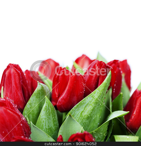 To use this stock image in your creative project, please select the size you need over to the right and click the "Add to Cart" button.
Your downloaded image will come with the Cutcaster watermark removed so don’t worry about the watermark you see on this page. red tulips stock photo, fresh red tulips on white background by klenova