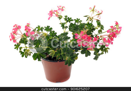 To use this stock image in your creative project, please select the size you need over to the right and click the "Add to Cart" button.
Your downloaded image will come with the Cutcaster watermark removed so don’t worry about the watermark you see on this page. hanging geraniums stock photo, Close up of hanging geraniums, Pelargonium peltatum, in front of white backgournd by Bonzami Emmanuelle