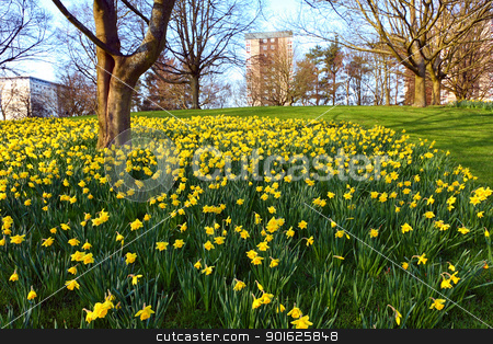 To use this stock image in your creative project, please select the size you need over to the right and click the "Add to Cart" button.
Your downloaded image will come with the Cutcaster watermark removed so don’t worry about the watermark you see on this page. Meadow of daffodiles in the park stock photo, Meadow of daffodiles in the park by Juliet Photography
