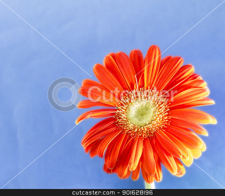 To use this stock image in your creative project, please select the size you need over to the right and click the "Add to Cart" button.
Your downloaded image will come with the Cutcaster watermark removed so don’t worry about the watermark you see on this page. Gerbera stock photo, A red gerbera over a blue background by Fabio Alcini