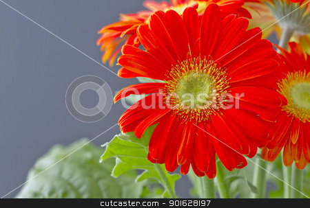 Gerbera Gerbera stock photo, A red gerbera over a black background by Fabio Alcini