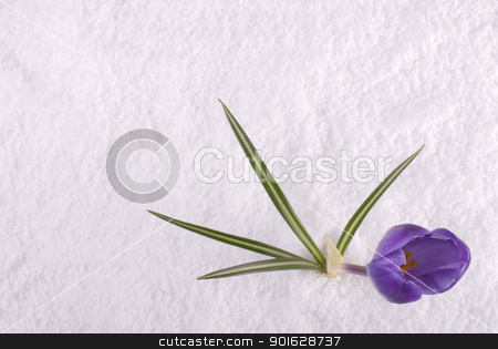 To use this stock image in your creative project, please select the size you need over to the right and click the "Add to Cart" button.
Your downloaded image will come with the Cutcaster watermark removed so don’t worry about the watermark you see on this page. Crocus in Snow Purple from Above stock photo, A purple crocus in bloom in the snow by saje