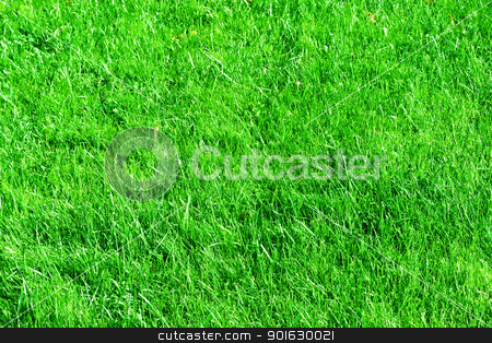 To use this stock image in your creative project, please select the size you need over to the right and click the "Add to Cart" button.
Your downloaded image will come with the Cutcaster watermark removed so don’t worry about the watermark you see on this page. Grass stock photo, Green lawn. it can be used as background by Alexey Popov