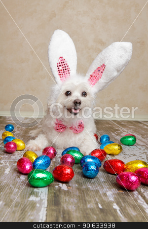 To use this stock image in your creative project, please select the size you need over to the right and click the "Add to Cart" button.
Your downloaded image will come with the Cutcaster watermark removed so don’t worry about the watermark you see on this page. Easter bunny dog with chocolate easter eggs stock photo, An easter bunny dog surrounded by various colourful foil wrapped chocolate easter eggs. by Leah-Anne Thompson