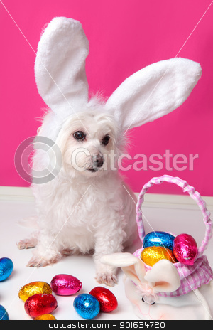 To use this stock image in your creative project, please select the size you need over to the right and click the "Add to Cart" button.
Your downloaded image will come with the Cutcaster watermark removed so don’t worry about the watermark you see on this page. Beautiful puppy with bunny ears and easter eggs stock photo, An adorable white puppy dog sits among easter eggs. Pink background. by Leah-Anne Thompson